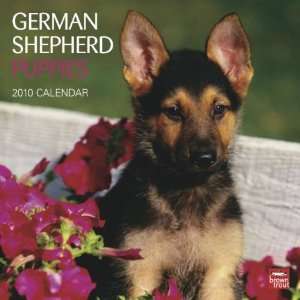  German Shepherd Puppies 2010 Wall Calendar Office 