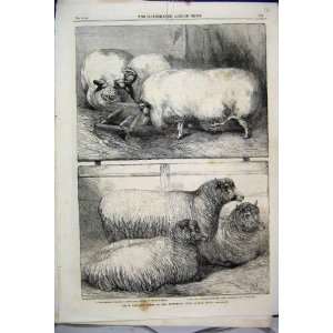   Prize Pigs Sheep Smithfield Club Cattle Show Print