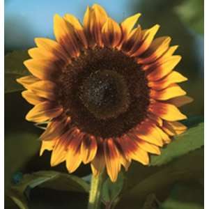  Davids Sunflower Pro Cut Seris Combo Pack 200 Seeds per 