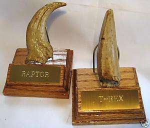 RAPTOR CLAW T REX TOOTH MUSEUM QUALITY REPLICA w/STAND  