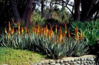 10 Aloe petricola Seeds – South African Succulent  