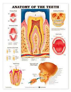 Anatomy Of Teeth Anatomical Chart Laminated  