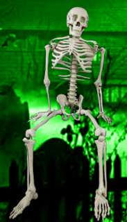 Bucky Skeleton Jr. Halloween Prop 4 Feet Tall  