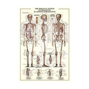  The Skeletal System Poster