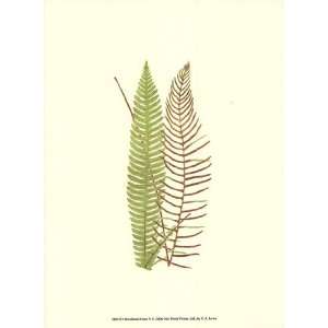  Woodland Ferns V by E.J. Lowe 10x13