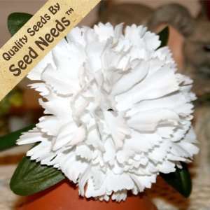  50 Seeds, Carnation White (Dianthus caryophyllus) Seeds 
