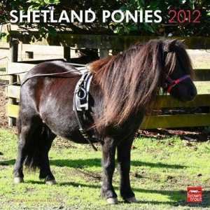    Shetland Ponies 2012 Wall Calendar 12 X 12
