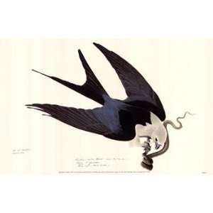  American Swallow Tailed Kite   Poster by John James 