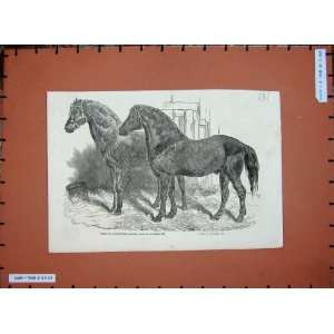  C1870 Horses Agricultural Show Farming Animals Print