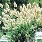 Bunny Tails, Ornamental Grass, Lagurus Ovatus, AWESOME Fresh Seeds 
