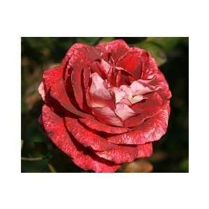  200 Maestro Rose Bush Flower Seeds Patio, Lawn & Garden