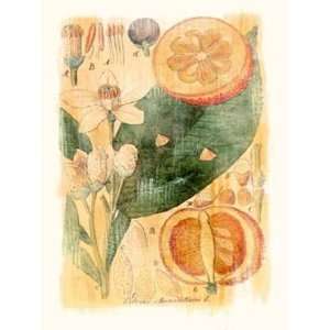  Citrus Aurantium by Thea Schrack 12x16