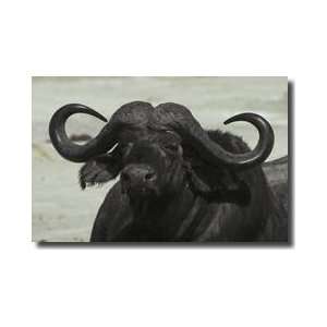 Old Cape Buffalo Bull Giclee Print 