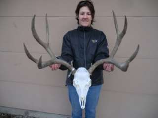 Huge Mule Deer Full Skull Antlers Horns Antler Taxidery  