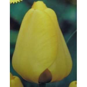  10 Yellow Darwin Tulip Bulbs Patio, Lawn & Garden