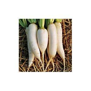  Blanc De Crossy Turnip Patio, Lawn & Garden