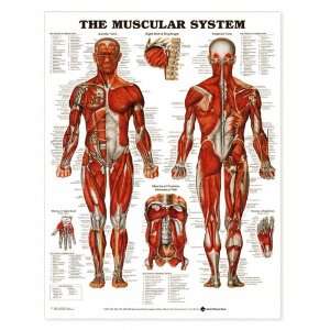 Muscular System Anatomical Chart Styrene Plastic 8946PST  