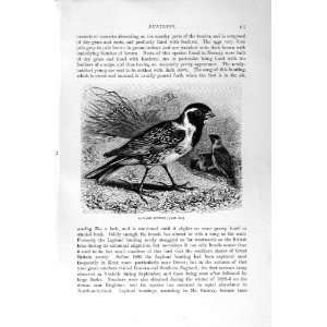  NATURAL HISTORY 1894 95 LAPLAND BUNTING BIRDS PRINT
