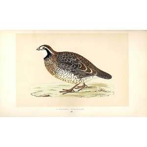  Virginian Partridge British Birds 1St Ed Morris 1851