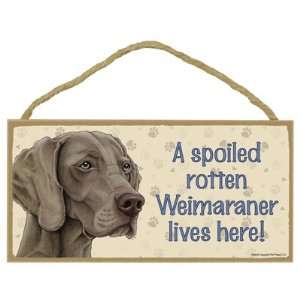  Weimaraner   A spoiled your favoriate dog breed lives 