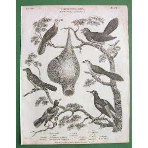 BIRDS Oriole Cuckow   1804 SCARCE Origial Antique Print by Abraham 