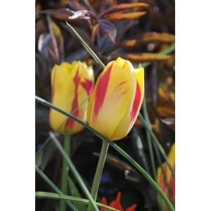  Tulip Washington   100 per Box