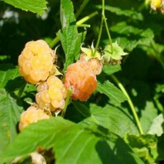 OnlinePlantCenter Fall Gold YellowRaspberry Edible Fruit Bearing Plant