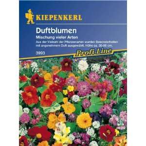 Duftblumenmischung einjährig  Garten