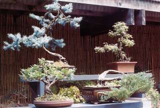 Colorado Blue Spruce   Fresh Seeds   Ideal For Bonsai  