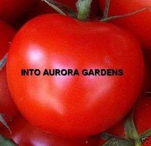 25 Tomato Marglobe Heirloom Round Red Seeds  