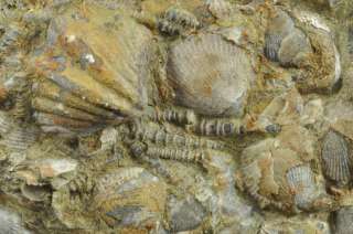 TR673  BRACHIOPODS & TENTACULITES   CABINET SIZE  