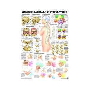 Anatomie Poster   Mini poster   Craniosacrale Osteopathie, Tafel 34 x 