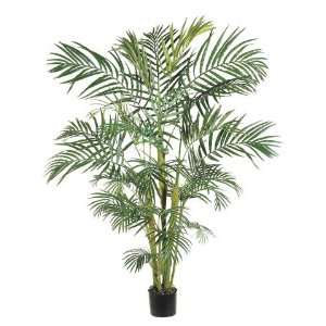  6 Areca Palm