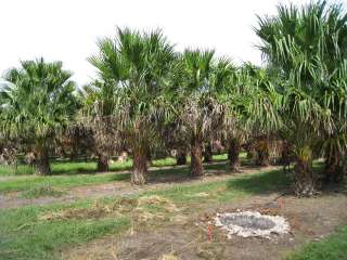Live Livistona nitida Carnarvon Palm Tree Seedling  