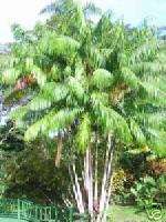 Acai Palm DELICIOUS Berry LIVE CLUMPING Tree Edible  