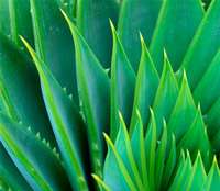 PURE ALOE VERA   Exceptional Soothing Skin Protection  