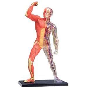 Tedco Human Anatomy Human Muscle and Skeleton Model  