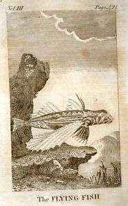 Goldsmiths Animated Nature  1795  FISH   FLYING FISH  