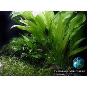   Aquatic Plant for Fish Tank Moss Aquascaping Java Patio, Lawn