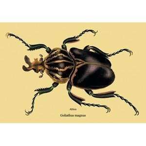  Vintage Art Beetle African Goliathus Magnus #2   17941 4 