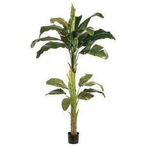 Banana Tree x2 in Round Pot Green (Pack of 2)