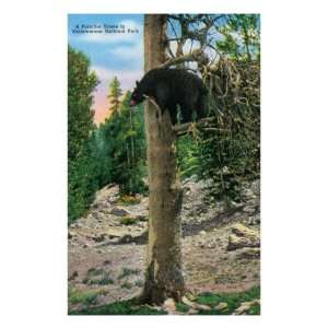 Black Bear in a Tree Scene, Yellowstone National Park, Wyoming Giclee 