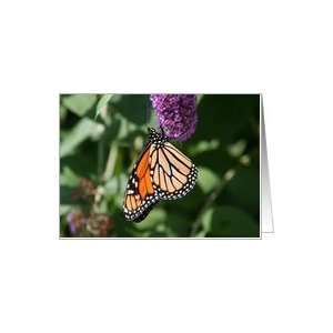  Monarch On A Butterfly Bush Blank Card Card Health 