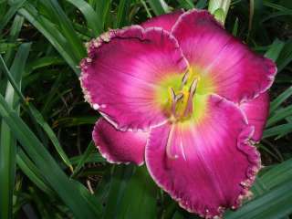 Daylily Seeds 5 SEEDLING 0123B X CHINESE WATERCOLOR  