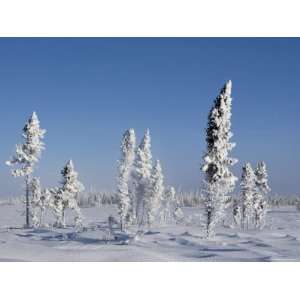  Winter Scenery, Churchill, Manitoba, Canada Premium 