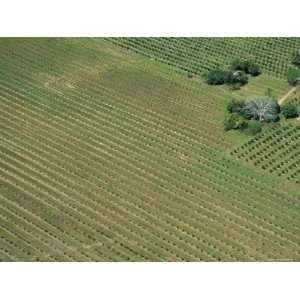  Orchards from the Air, Cayo District, Belize, Central 