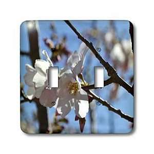 WhiteOak Photography Floral Prints   Cherry Blossom A flowering tree 