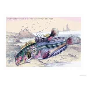   and Gattoruginous Blenny Giclee Poster Print by Robert Hamilton, 24x32