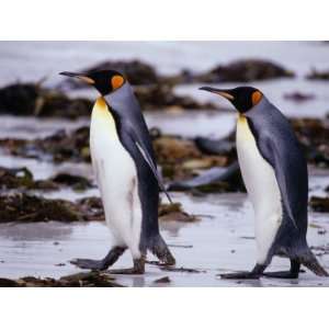  King Penguins (Aptenodytes Patagonicus) Walking, Falkland 