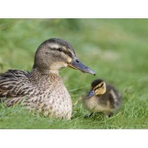 Mallard with Duckling, Martin Mere, Wildfowl and Wetland Trust Reserve 
